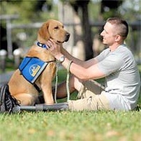 Dogs and Veterans Day